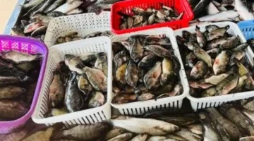 أسعار الأسماك في كفر الشيخ تسجل 70 جنيها لكيلو البلطي اليوم الأربعاء